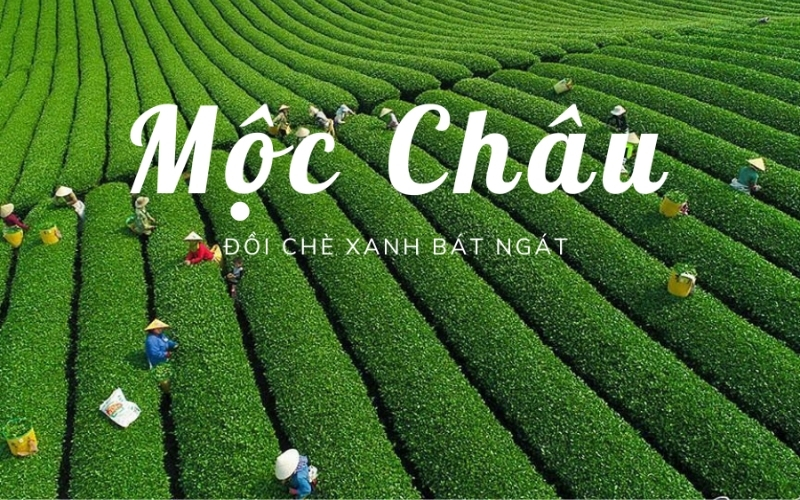 Mộc Châu - Sơn La Địa điểm du lịch tuyệt vời 